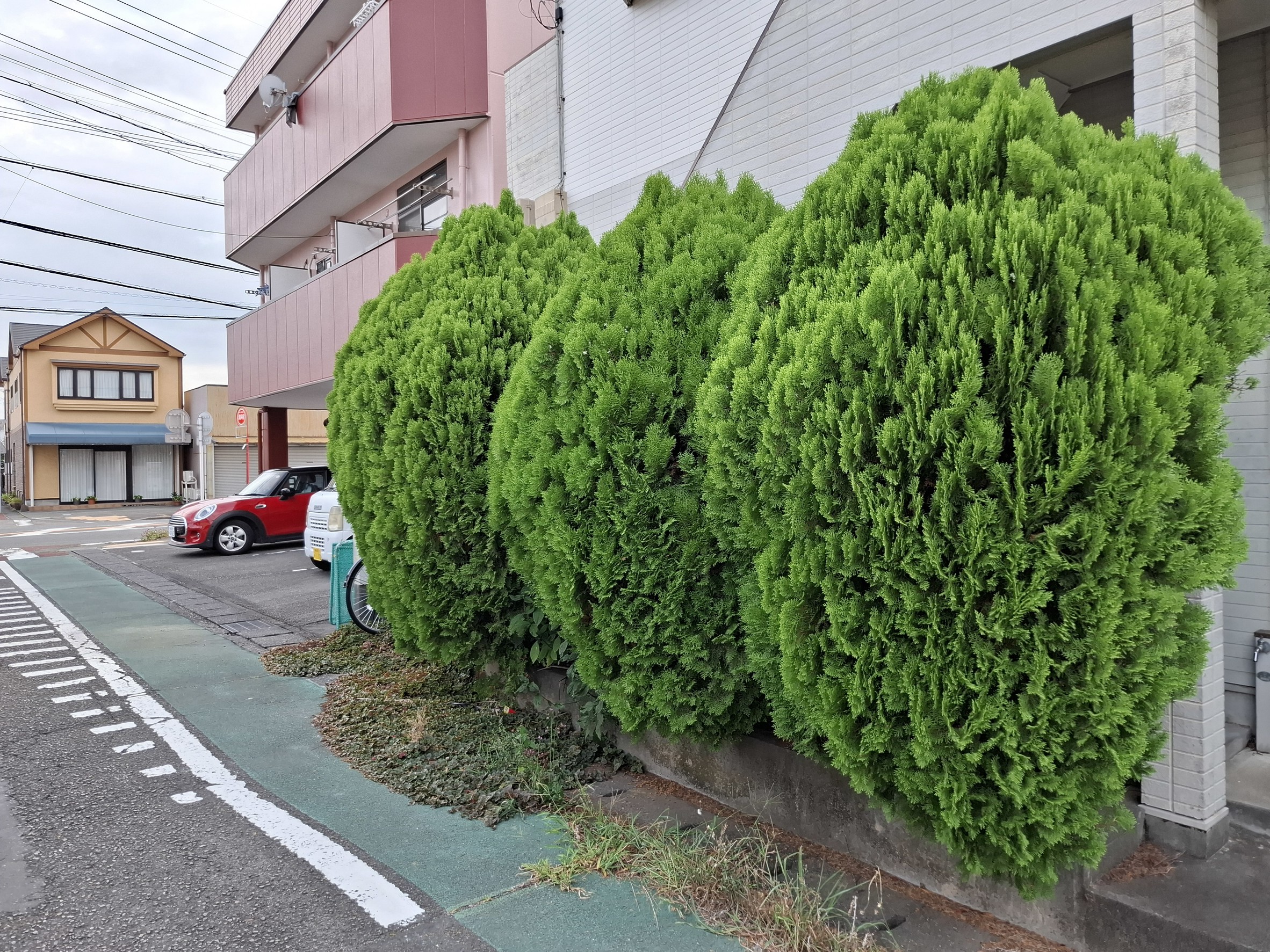 施工前：歩道側にせり出した生垣