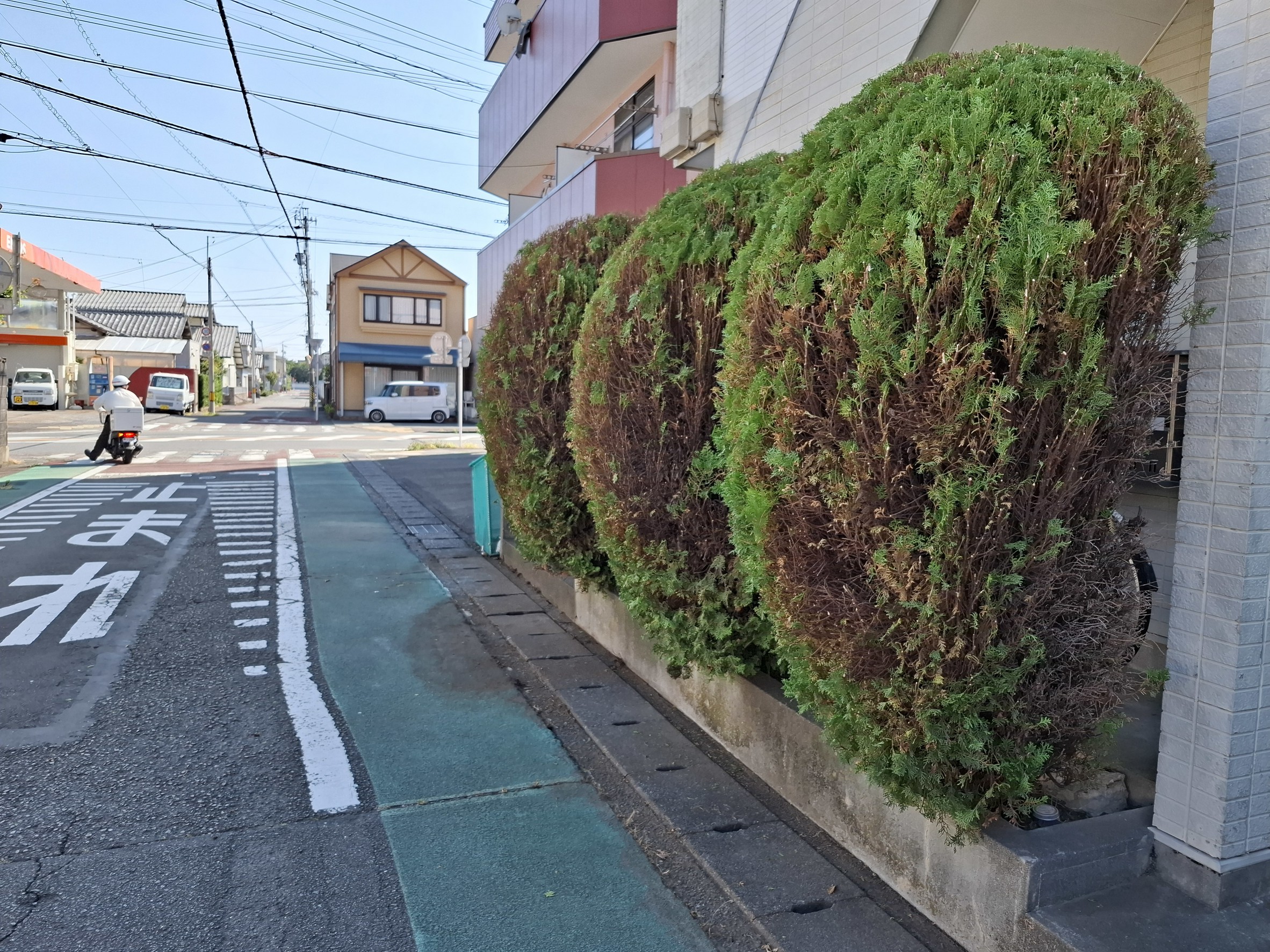 施工後：すっきりと整えられた生垣